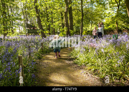 Frau, die in Warton Hall Gardens, Fylde, Großbritannien, das blühende Bluebell-Waldgebiet Großbritanniens erkundet. Mai 2017. Sonniger Frühlingstag, wenn auch ein wenig kalt, während die Besucher unter der fantastischen Auswahl an Frühlingsblebells erkunden. Bluebell-Hölzer, in denen diese Lieblingsblume in formelle Pflanzung integriert ist. Warton Hall ist ein georgianisches Herrenhaus in 4 Hektar Garten mit einem schönen bluebell Waldspaziergang. Einst im Besitz von Augustus Wyckham Clifton aus der Clifton-Familie von Lytham, Lancashire. Stockfoto