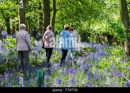 Frau, die in Warton Hall Gardens, Fylde, Großbritannien, das blühende Bluebell-Waldgebiet Großbritanniens erkundet. Mai 2017. Sonniger Frühlingstag, wenn auch ein wenig kalt, während die Besucher unter der fantastischen Auswahl an Frühlingsblebells erkunden. Bluebell-Hölzer, in denen diese Lieblingsblume in formelle Pflanzung integriert ist. Warton Hall ist ein georgianisches Herrenhaus in 4 Hektar Garten mit einem schönen bluebell Waldspaziergang. Einst im Besitz von Augustus Wyckham Clifton aus der Clifton-Familie von Lytham, Lancashire. Stockfoto