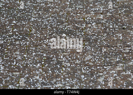 Northampton, Northamptnshire. 4. Mai 2019. Wetter. Hagelkorn Mittag heute Dusche, sehr kalt heute Morgen tempretures mit sonnigen Abschnitten. Credit: Keith J Smith./Alamy leben Nachrichten Stockfoto