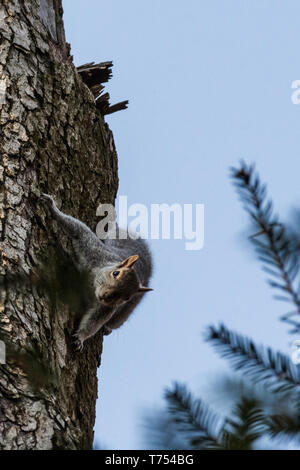 Graue Eichhörnchen auf einem Baumstamm festhalten Stockfoto