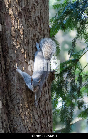 Graue Eichhörnchen auf einem Baumstamm festhalten Stockfoto