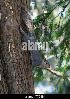 Graue Eichhörnchen auf einem Baumstamm festhalten Stockfoto