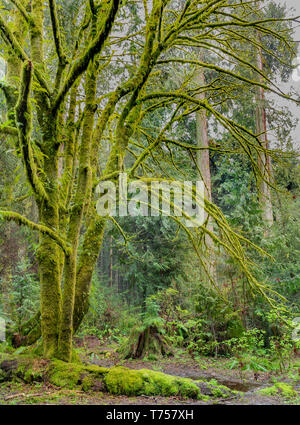 Umgeben von uralten Bäumen dominieren noch die gemäßigten Regenwälder im Stanley Park in der Nähe der Innenstadt von Vancouver, BC, Kanada. Stockfoto