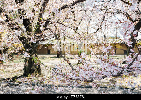 Kirschblüten an Toji Tempel in Kyoto, Japan Stockfoto