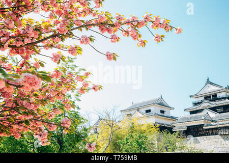 Matsuyama Schloss mit Frühlingsblumen in Matsuyama, Shikoku, Japan Stockfoto