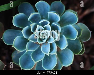 Blaugrüne Echeveria Sukkulente Pflanze Spiralrosettenblüte von oben, australischer Garten Stockfoto