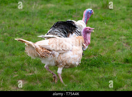 Die Türkei im Gras. Heimische Vogel. Menge der Truthähne. Stockfoto