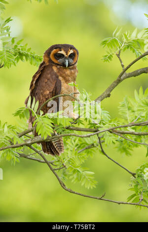 Braunes Holz Eule (Strix leptogrammica) ist in Indien, Bangladesch und Sri Lanka gefunden, Ost nach West Indonesien, Taiwan und China. Stockfoto