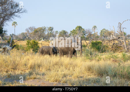 Familie von drei afrikanischen Busch Elefanten (Loxodonta africana), Konzessionsvergabe, Nxabega Okavango Delta, Kalahari, nördlichen Botswana, Südafrika Stockfoto