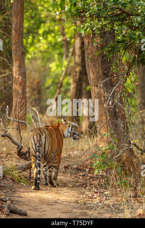 Eine Tigerin, Bengal Tiger (Panthera tigris), blickt zurück als sie Spaziergänge entlang führt ein Waldweg, Bandhavgarh Nationalpark, Madhya Pradesh, Indien Stockfoto