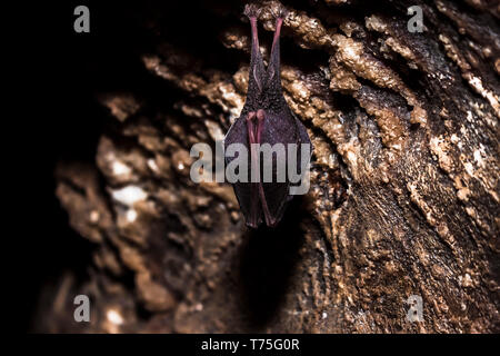 In der Nähe von kleinen schlafen Hufeisennase durch Flügel bedeckt, kopfüber auf kalten natürlichen Felsen Höhle während der Ruhephase. Kreative wildlife phot Stockfoto