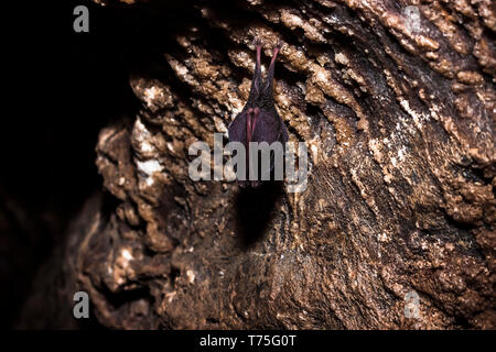 In der Nähe von kleinen schlafen Hufeisennase durch Flügel bedeckt, kopfüber auf kalten natürlichen Felsen Höhle während der Ruhephase. Kreative wildlife phot Stockfoto