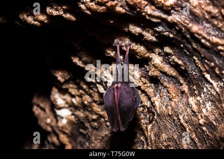 In der Nähe von kleinen schlafen Hufeisennase durch Flügel bedeckt, kopfüber auf kalten natürlichen Felsen Höhle während der Ruhephase. Kreative wildlife phot Stockfoto