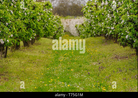 Mit Blumen Bäume und Wiesen in einer Apfelplantage geduscht Stockfoto