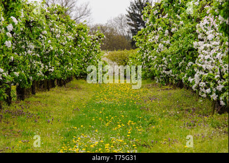 Mit Blumen Bäume und Wiesen in einer Apfelplantage geduscht Stockfoto