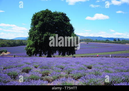 Lavender Farm in Launceston, Tasmanien Stockfoto