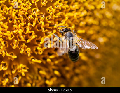 Biene sammelt Nektar auf eine Sonnenblume Stockfoto