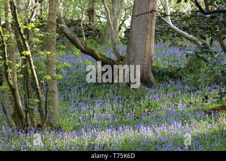 Bolton Abbey und Foulshaw Moss Stockfoto