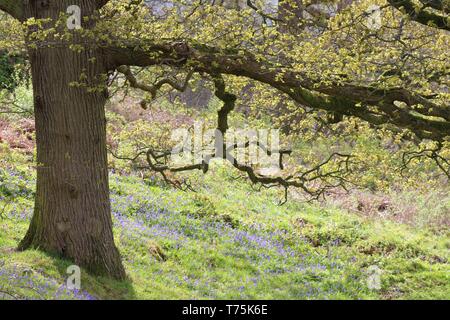 Bolton Abbey und Foulshaw Moss Stockfoto