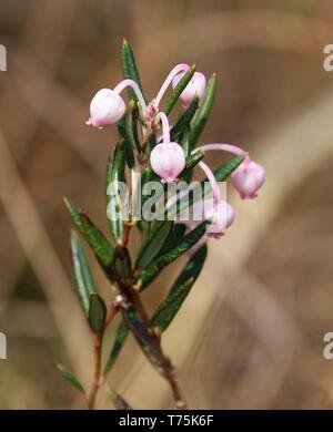 Bolton Abbey und Foulshaw Moss Stockfoto