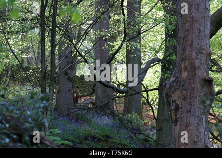 Bolton Abbey und Foulshaw Moss Stockfoto