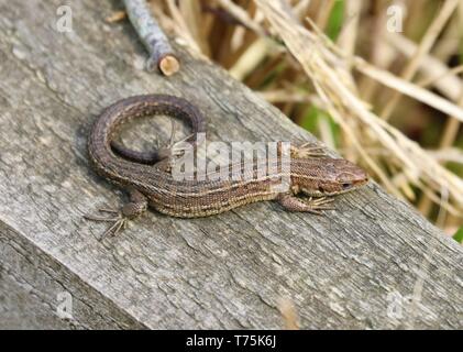 Bolton Abbey und Foulshaw Moss Stockfoto