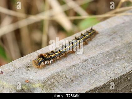 Bolton Abbey und Foulshaw Moss Stockfoto