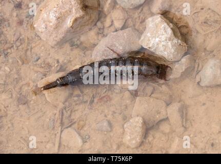 Bolton Abbey und Foulshaw Moss Stockfoto