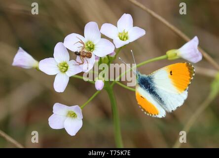 Bolton Abbey und Foulshaw Moss Stockfoto