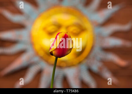 Tulpen erheben in einem Garten im Hinterhof Anfang Mai. Stockfoto