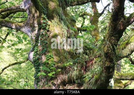 Bolton Abbey und Foulshaw Moss Stockfoto