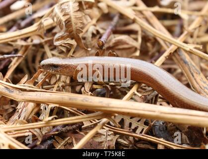 Bolton Abbey und Foulshaw Moss Stockfoto