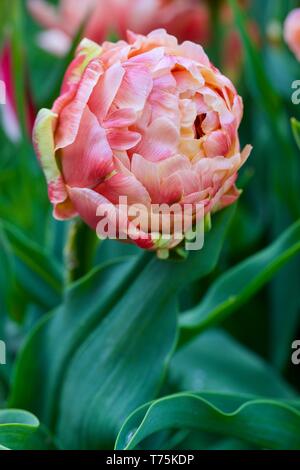 Tulip Kupfer Bild Stockfoto