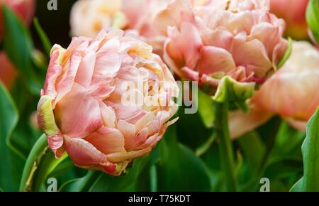 Tulip Kupfer Bild Stockfoto