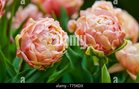 Tulip Kupfer Bild Stockfoto