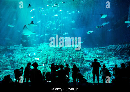 Hongkong, China - Menschen beobachten Fische hinter einem riesigen Glas im Aquarium Stockfoto