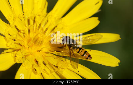 Hoverfly auf Löwenzahn Stockfoto