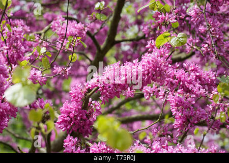 Cercis siliquastrum 'Bodnant' Blumen. Stockfoto