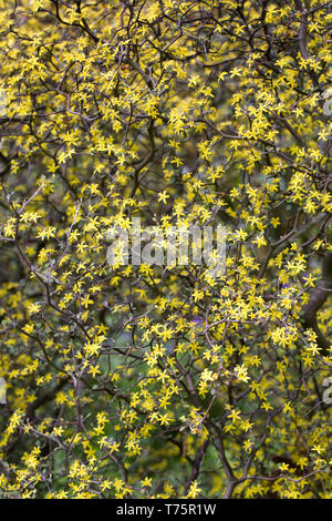 Corokia cotoneaster Blumen. Stockfoto