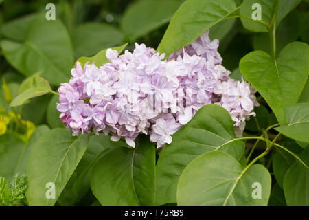 Syringa vulgaris 'P.P. Konchalovskii 'Blumen. Stockfoto