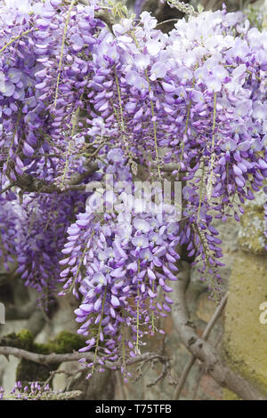 Wisteria in einem Haus Stockfoto