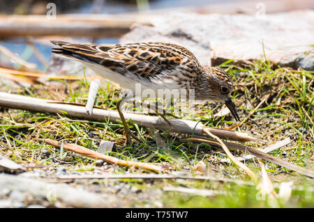 Mindestens Sandpiper suchen nach Nahrung an der Küste. Stockfoto