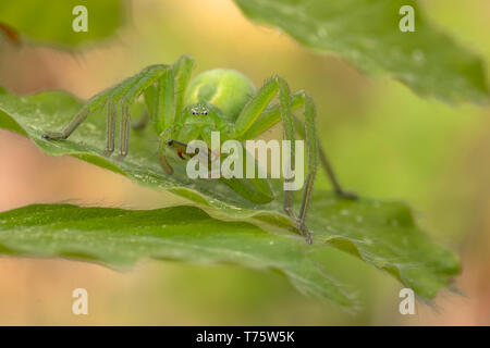 Wildlife Makro Foto des Grünen huntsman Spider, Micrommata virescens Stockfoto