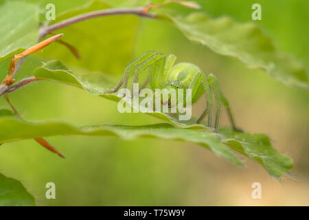 Wildlife Makro Foto des Grünen huntsman Spider, Micrommata virescens Stockfoto