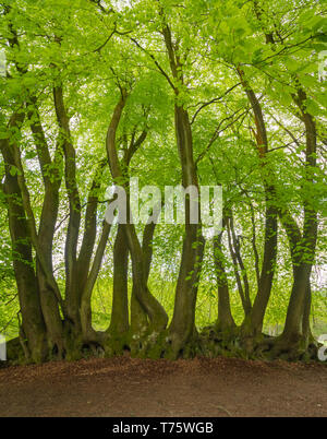 Alte abgesicherten Buche im Mai mit frischen grünen Frühling Blätter oder Laub. Devil's Punchbowl, Surrey, Großbritannien Stockfoto