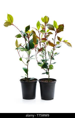 Photinia Pflanzen in schwarzen Topf isoliert auf Weiss. Bereit für das Einpflanzen. Stockfoto