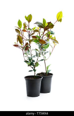 Photinia Pflanzen in schwarzen Topf isoliert auf Weiss. Bereit für das Einpflanzen. Stockfoto