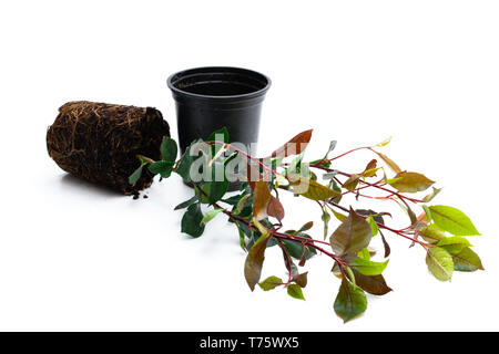 Photinia Werk in schwarzen Topf isoliert auf Weiss. Bereit für das Einpflanzen. Stockfoto