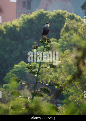 Eine südliche Crested (karakara Karakara plancus) steht an der Spitze einer Agave Blume im Parque Sarmiento Park, Cordoba, Cordoba, Argentinien. Stockfoto