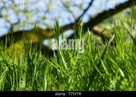 Grashalme wiegen sich auf einer grünen Wiese im Wind, Stockfoto